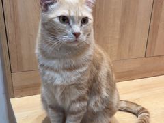 -是阿柴呀！柴犬咖啡·爱喵喵猫咖