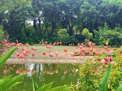-广州长隆飞鸟乐园