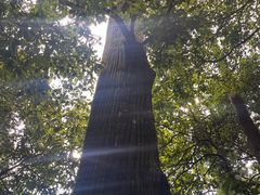 -天目山大树王景区