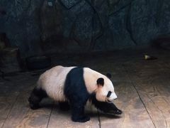 -深圳野生动物园