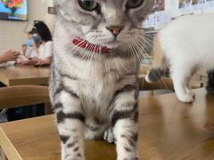 -平行世界·猫咖(首经贸店)