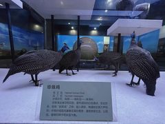 -国家自然博物馆