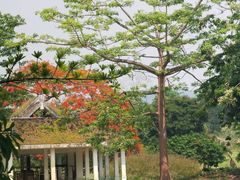 -中国科学院西双版纳热带植物园