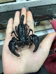 -Moni星球萌宠·小马宝莉·灵蛇·高端高阶全萌宠互动体验俱乐部(红豆国际广场店)