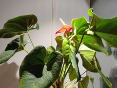 -荷风细雨·中国茶宴(碧云店)