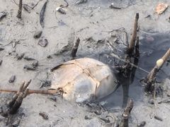 -北海金海湾红树林生态旅游区