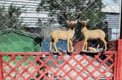 -萌宠亲子动物乐园(槐房万达店)