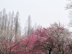 -杭州植物园