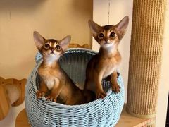 -猫十亿·布偶金渐层·曼基康矮脚猫舍(青年路店)