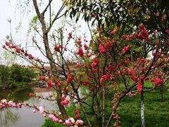 -南汇桃花村