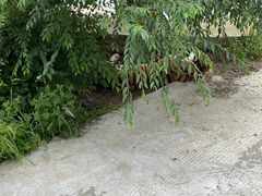 -横道河子东北虎林园