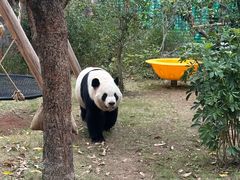 -灵玲国际马戏城