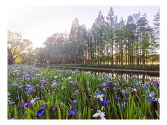 -上海共青森林公园