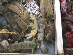 -大湾区中央湿地公园
