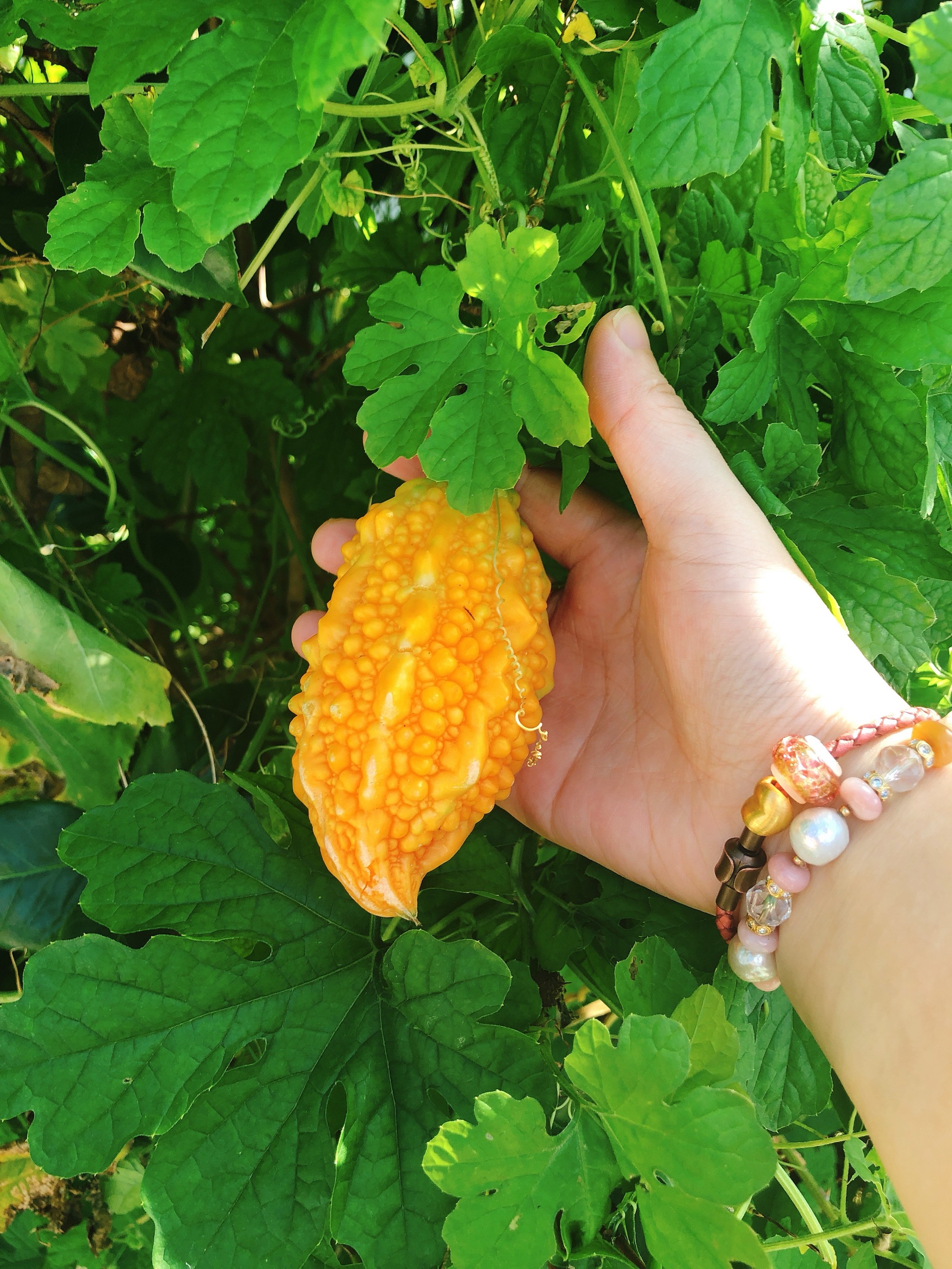 金子美玲 植物图片