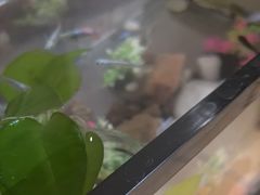 -竹雀古法采耳(青岛麦凯乐店)