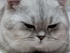 -宠颐生汉谟拉比宠物医院