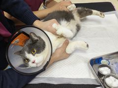 -美联众合动物医院·24h转诊中心