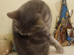 -猫色咖啡·猫咖