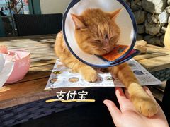 -喵屿·大理花园猫咖