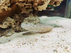 -太平洋海底世界