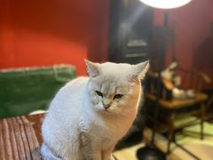 -猫色咖啡·猫咖