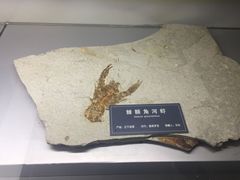 -中国地质大学逸夫博物馆