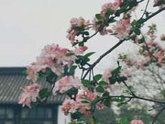 -莫愁湖公园
