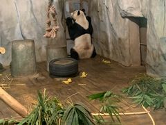 -深圳野生动物园
