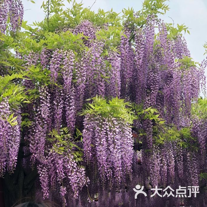 嘉定紫藤園圖片-北京公園-大眾點評網