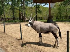 -大连森林动物园