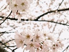 -高东镇樱花园