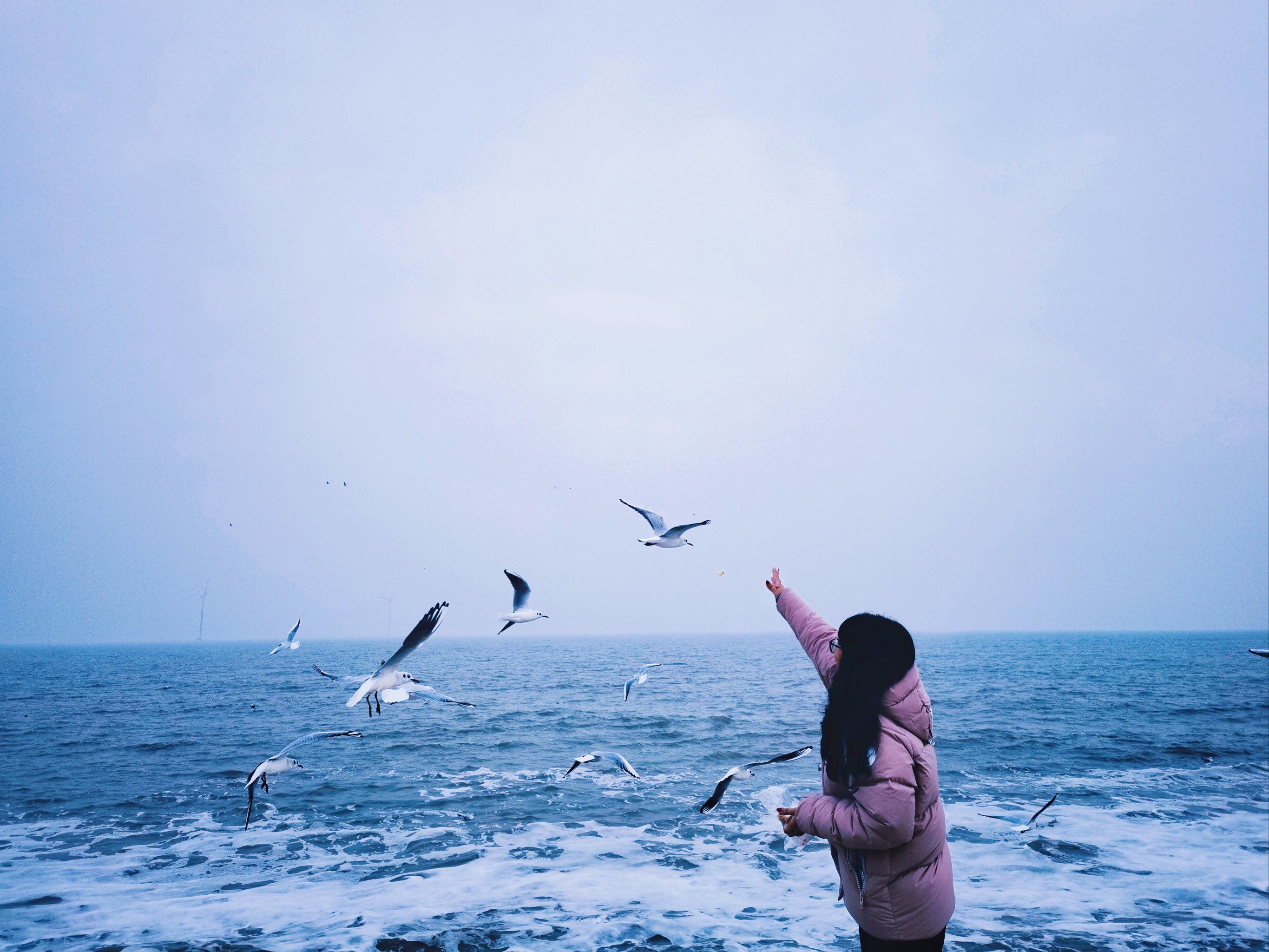 喂海鸥简直太好玩儿了