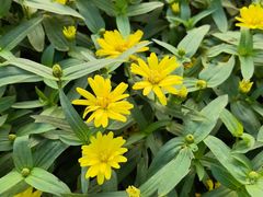 -阿嬷手作(成都万象城店)