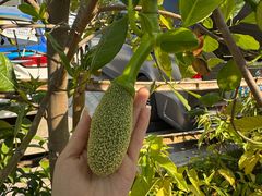-西双版纳总佛寺