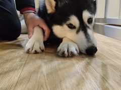 -Husky Go! 哈士奇体验馆·宠物咖啡厅狗咖