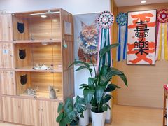 -猫十亿·布偶金渐层·曼基康矮脚猫舍(青年路店)