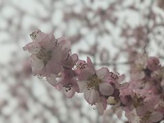 -桃花堤公园