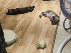 -momokira米努特·德文卷毛猫·棉花面纱犬