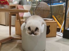 -藏猫猫咖啡主题馆(中央大道店)
