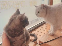 -猫的茶·猫咖