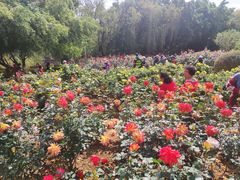 -人民公园(罗湖区)