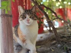 -龙华寺