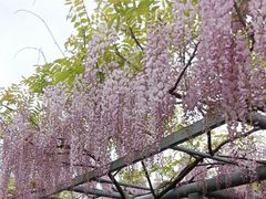 -嘉定紫藤园
