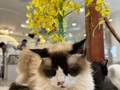 -共舞时光猫咖·狗咖(新街口店)