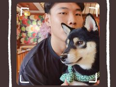 -豆柴町-柴犬主题狗咖(红鼎国际C座店)