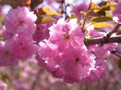 -长白岛森林公园