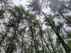 -硗碛藏寨·神木垒景区