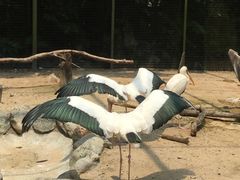 -新加坡飞禽公园