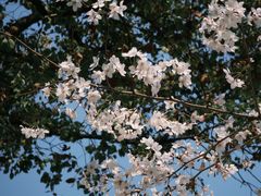 -徐家汇源景区-衡山公园